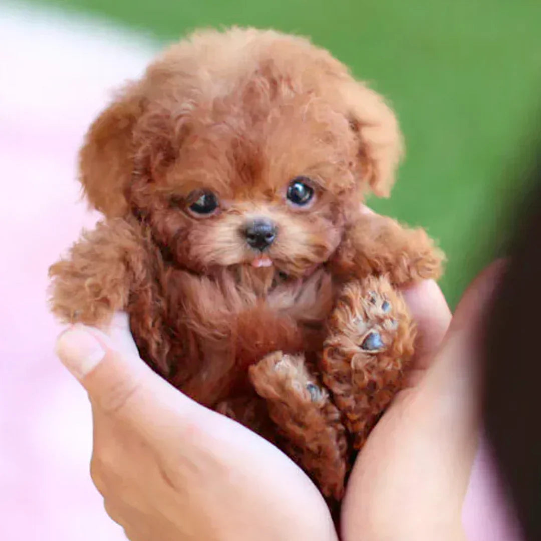 Realistic Robot Puppy🐶(🎄Official Exclusive)- 2024👜